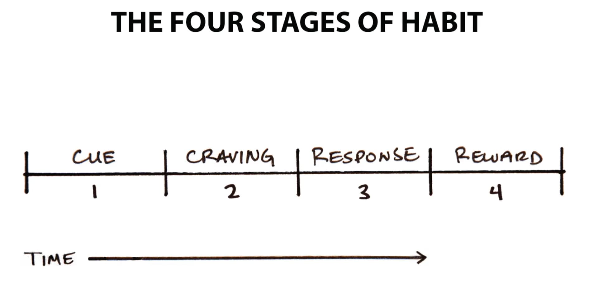The process of building a habit can be divided into four simple steps: cue, craving, response, and reward